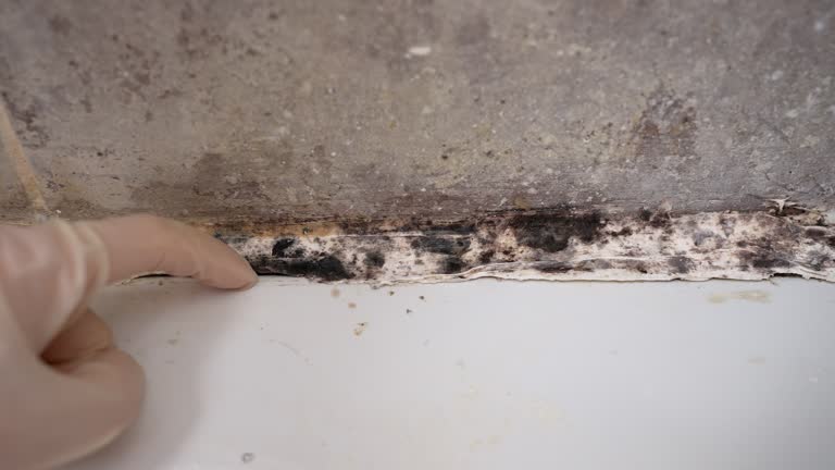 Best Forensic Mold Investigation  in Hudson, NY